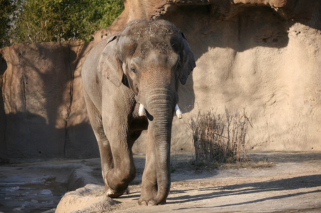 Saint Louis Zoo, Missouri — destination view