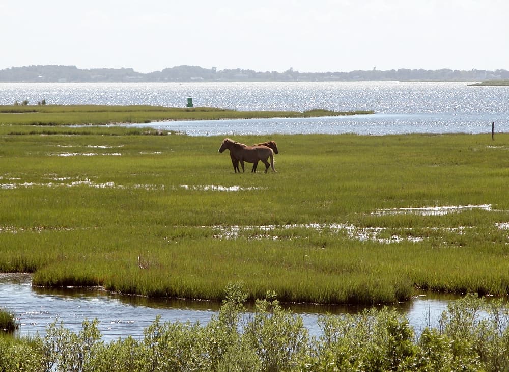 Assateague Island Maryland Gateway, Maryland — destination view