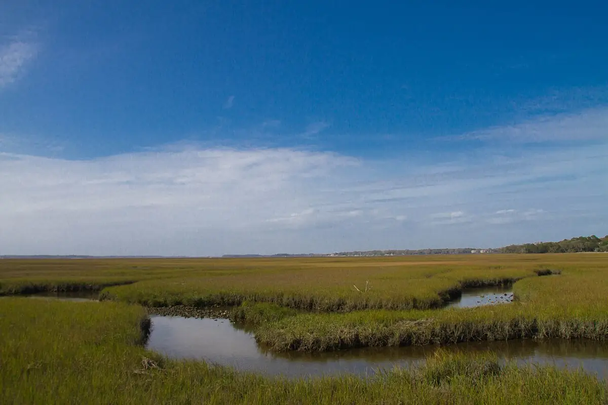 Coastal marshes on Amelia Island