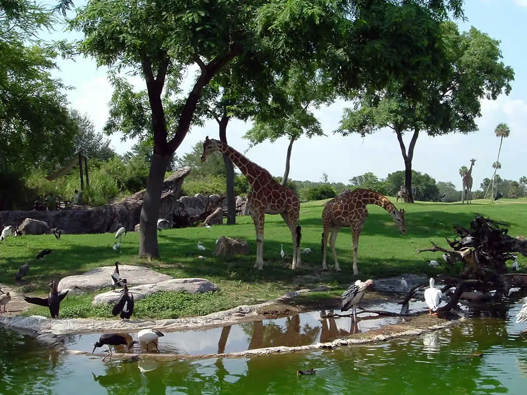 Giraffes at Busch Gardens Tampa Bay