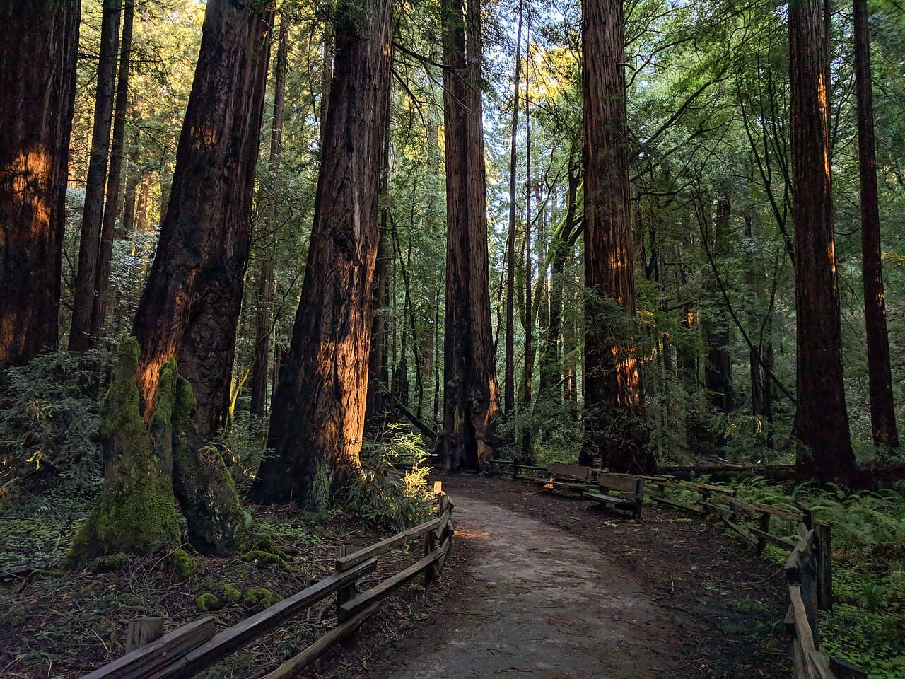 Muir Woods, California — destination view