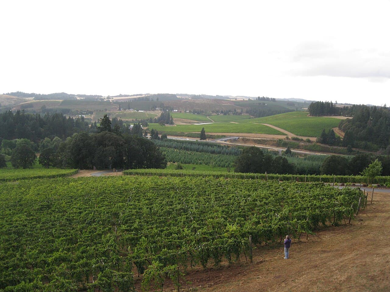 Willamette Valley Wine Country, Oregon — destination view