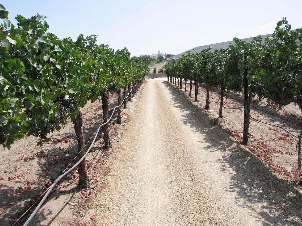 Temecula Wine Country, California — destination view