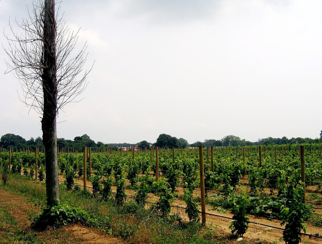 North Fork Wine Country, New York — destination view