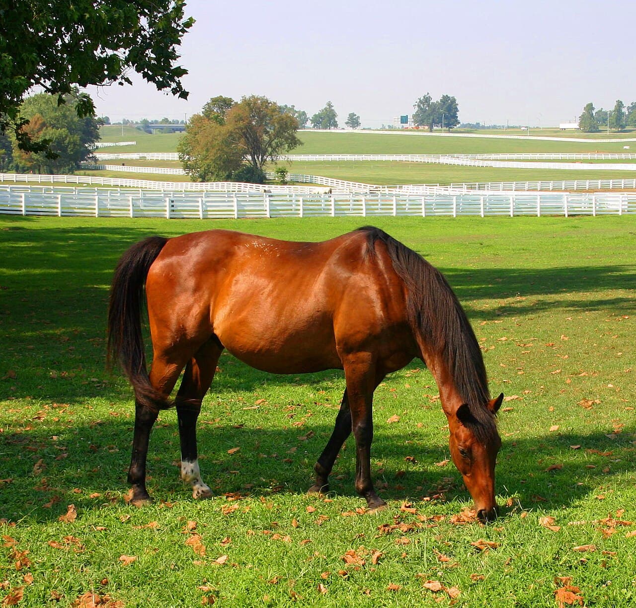 Kentucky Horse Park, Kentucky — destination view
