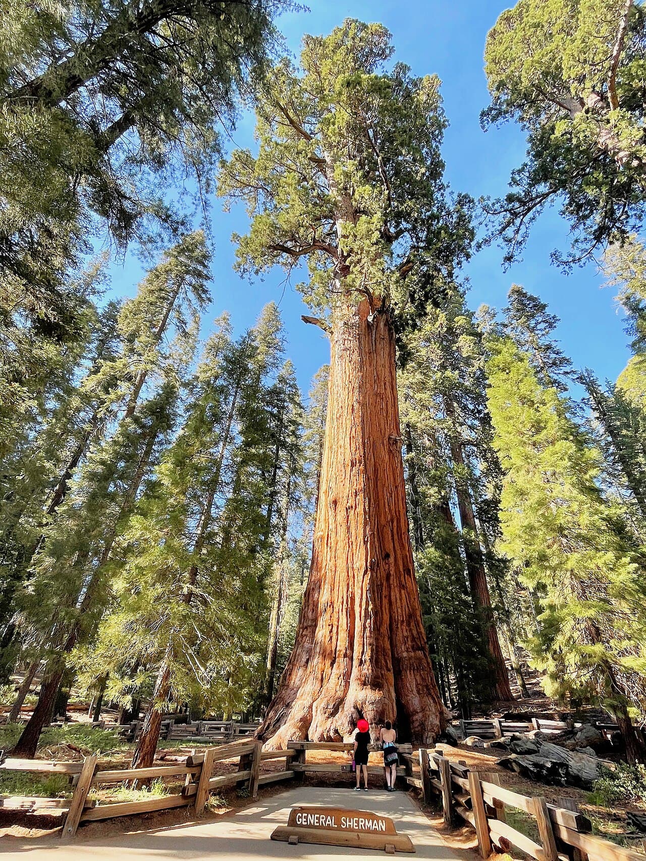Sequoia National Park, California — destination view
