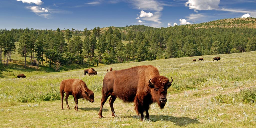 Custer State Park, South Dakota — destination view