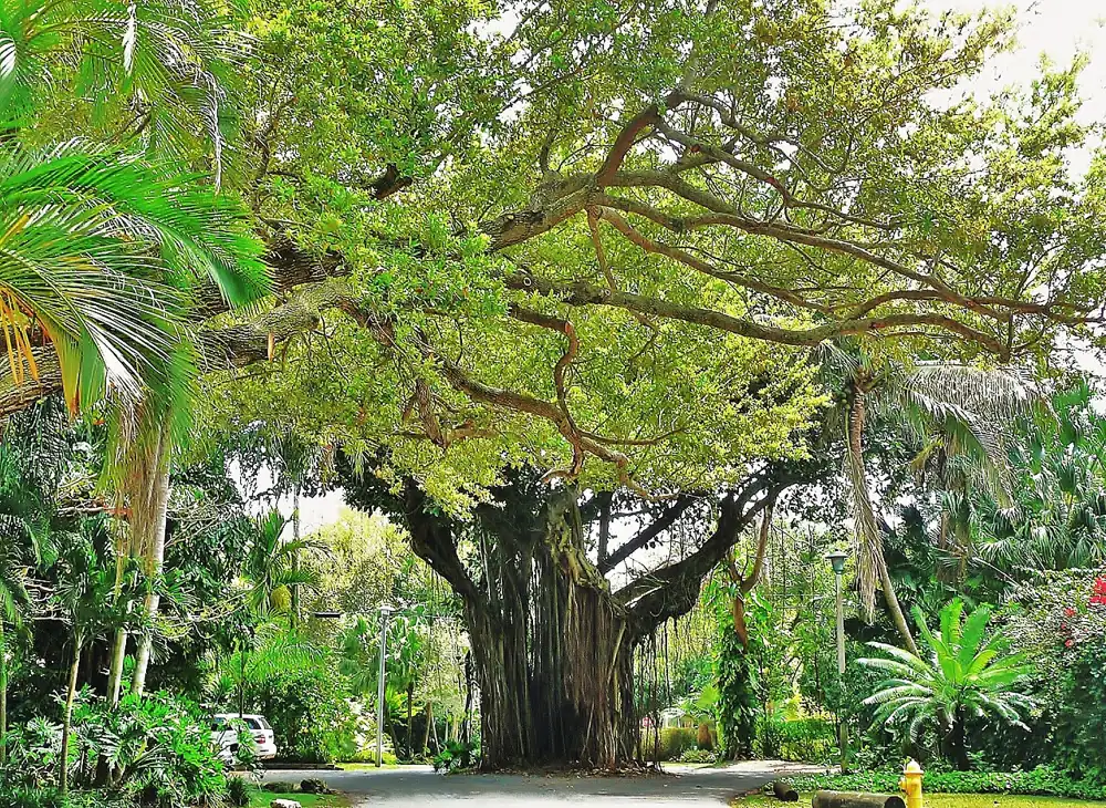 Tree-lined street in Coconut Grove, Miami